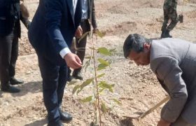 کشت سه هزار نهال آکالپیتوس در دانشگاه آزاد اسلامی واحد اندیمشک